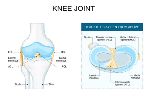 knee joint Terna Hospital