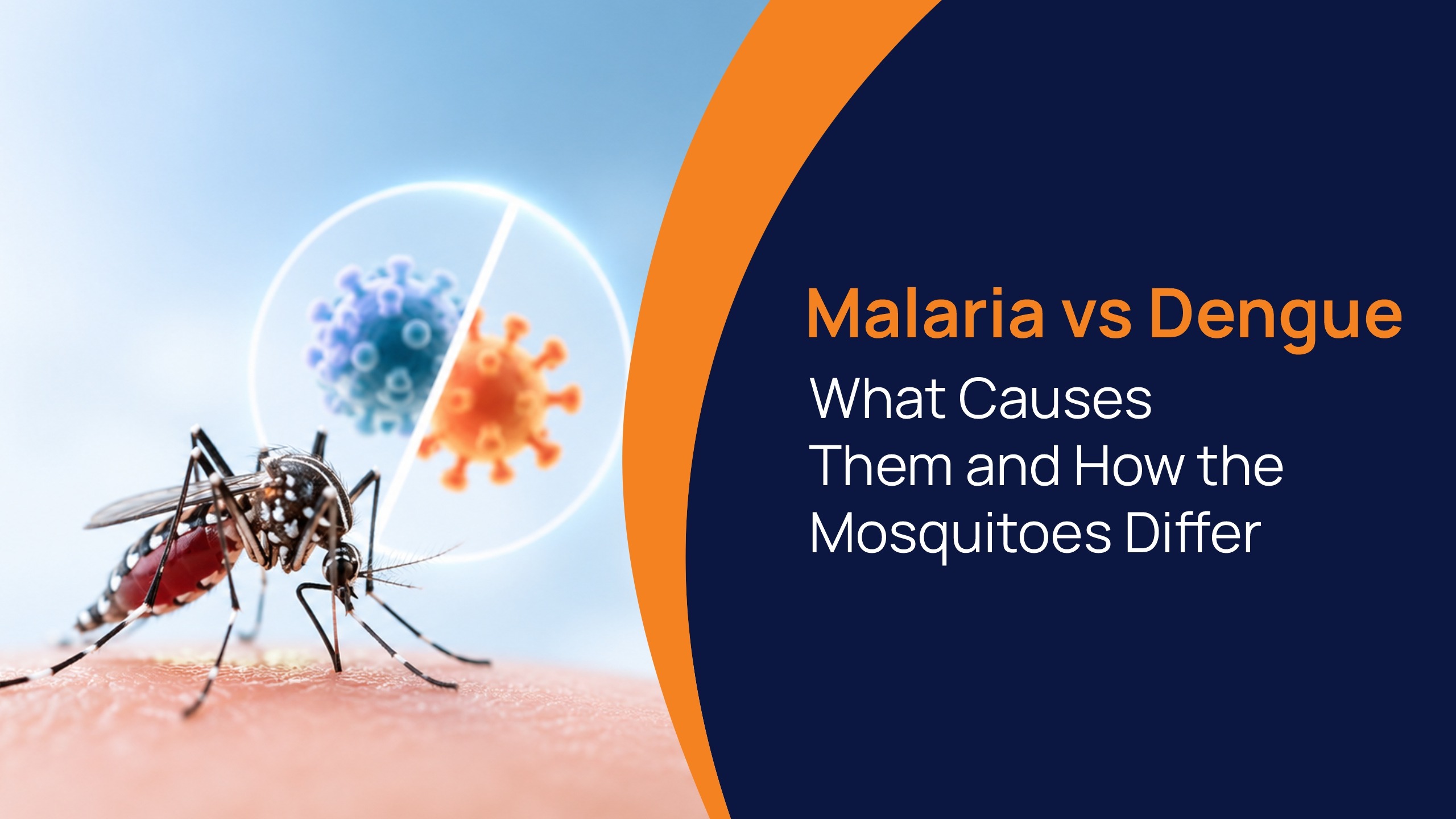 Malaria vs Dengue What Causes Them and How the Mosquitoes Differ